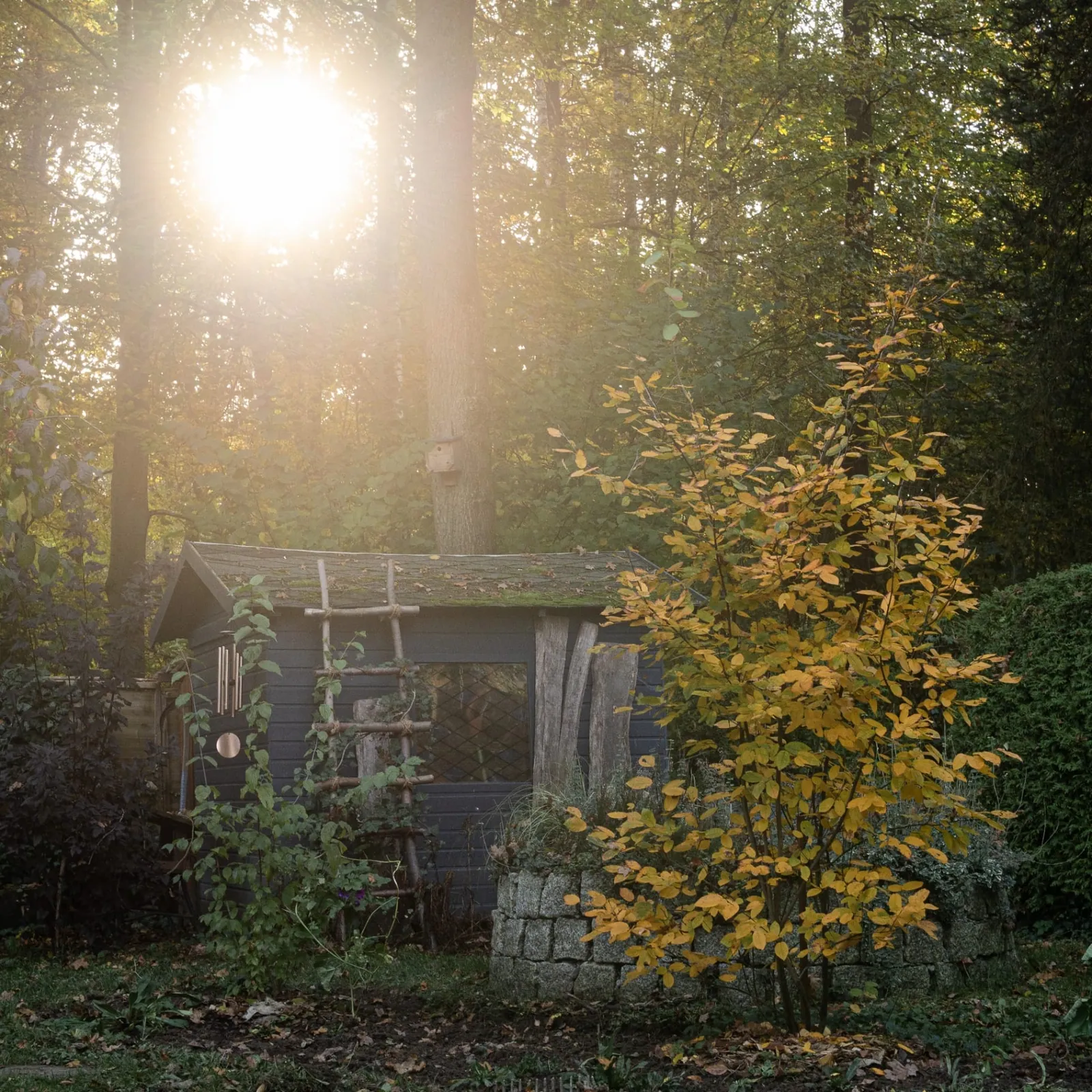Herbstlicht im Naturgarten