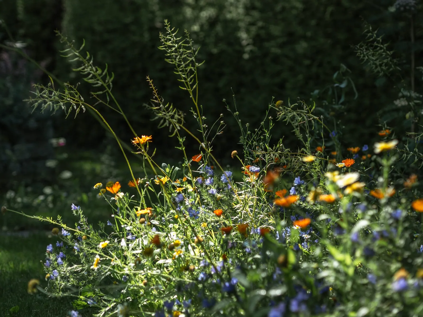 Wildflower meadow in golden hour with butterflies
