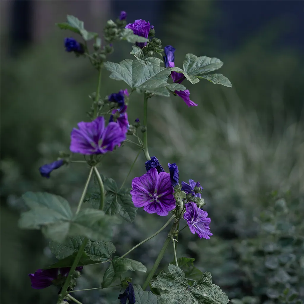Wilde Malve – heimische Pflanze im Naturgarten
